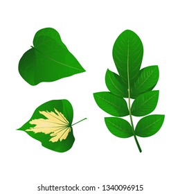 Set of various shapes green leaves of trees and plants. icon vector. isolated on white background. Decorative elements for eco and bio logos.