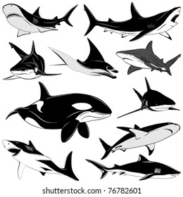 Set of various sharks, tattoo