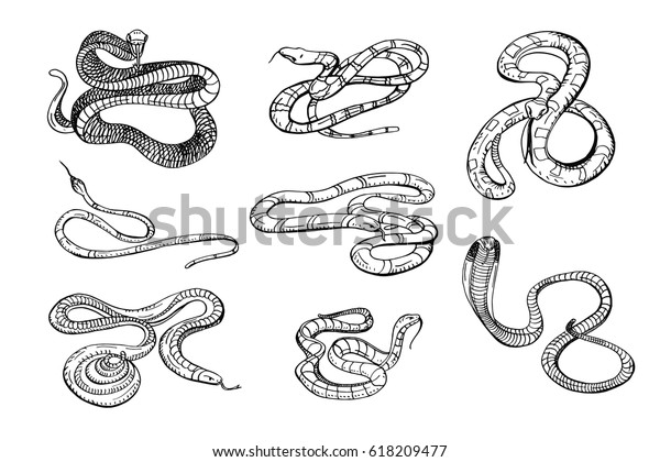 Set Various Snake Viper Cobra Other Stock Vector (Royalty Free) 618209477