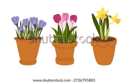Set of various spring flowers in pots. Tulips, crocuses, and daffodils in pots.