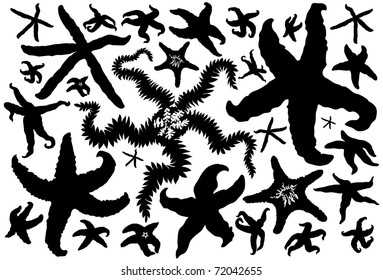 Set of various starfishes on a white background