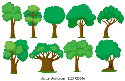 Set of various trees illustration