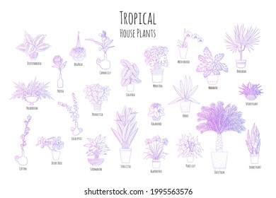 Set of various tropical house plants in planters, with names. Purple line art. White background. Stock vector illustration.