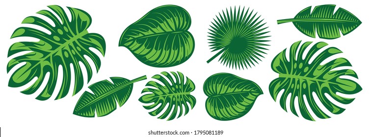 Set of various tropical leaves. Design elements. Colored vector illustration.