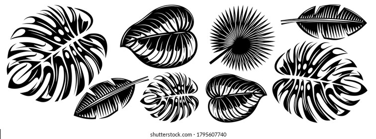 Set of various tropical leaves. Design elements. Monochrome vector illustration.
