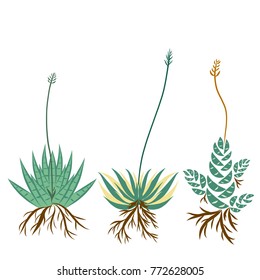 Set of various type of Cactus and Succulents plant and flower with tree roots. flat style Vector illustration.