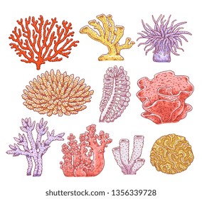 Set of various types of corals, aquarium underwater spongy plants and animals. Ocean marine underwater collection of flora and fauna. Hand drawn vector sketch illustration of sea corals.