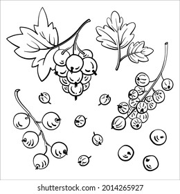 Set of various types of currant. Black line sketch collection of fruits and berries isolated on white background. Doodle hand drawn fruits. Vector illustration