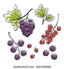 Set of various types of currant. Colorful line sketch collection of fruits and berries isolated on white background. Doodle hand drawn fruits. Vector illustration