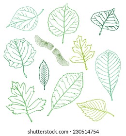 Set of various types of hand - drawn leaves