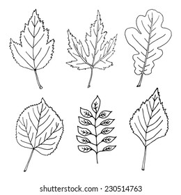 Set of various types of hand - drawn leaves