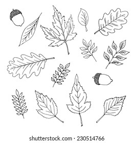 Set of various types of hand - drawn leaves