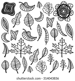 Set of various types of hand - drawn leaves
