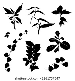 Set various types of leaves. weeds on the road. vector. Suitable for use as motif elements, templates, backgrounds, greeting cards, invitation cards and can also beautify your design. 