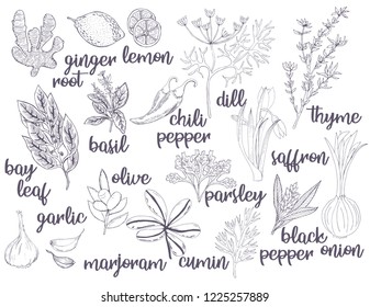 Set of various types of spices and herbs. Vector freehand illustration isolated on white background.