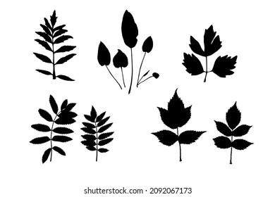 Set of various vector silhouettes of deciduous herbarium. Black leaf-shaped design elements on white background.