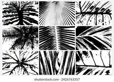 Set of various vector traces of rainforest plants, leaf pattern ferns. Texture of different tropical species plants set. Black and white tropical flora. Exotic plant trace texture.