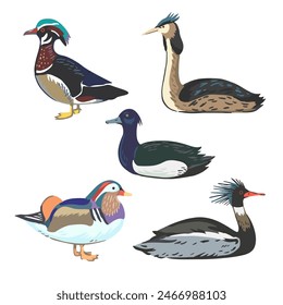 Set of various waterfowl, different types of ducks and grebe. Vector elements isolated on white background.