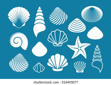 Set of various white sea shells and starfish