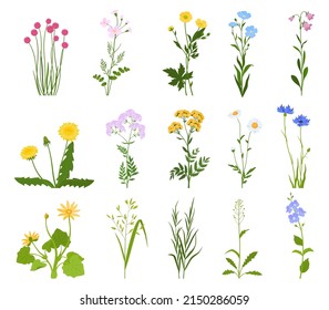 Set of various wild flowers and herbs. Vector illustration on a white background