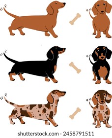 un conjunto de adorables perros de Vector Dachshunds-salchichas, en 2 posiciones diferentes y 3 variaciones de piel, apto para tus tarjetas, invitaciones.