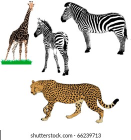 set of vector African animals : zebras, girafe, cheetah