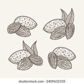 Set of vector almond hand-drawn sketch illustrations. Hand-drawn almond seeds, shells and leaves