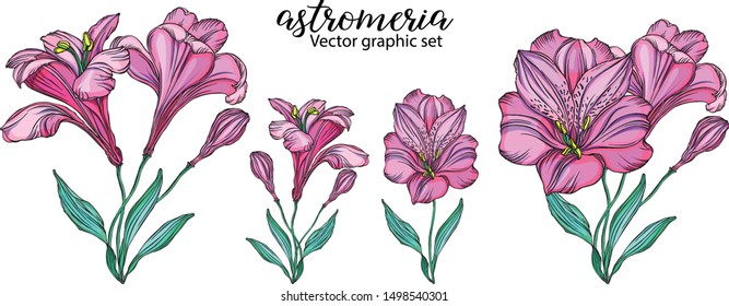 set of vector alstroemeria flowers