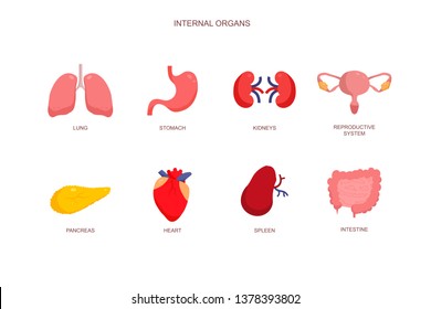 Internal Organs Man Heart Bladder Brain Stock Vector (Royalty Free ...