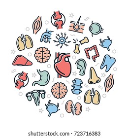 Set of vector anatomy and organs colored line icons. Neuron, penis, uterus, intestine, muscle, nose, bladder, eye, liver, kidney, heart, brain, stomach, tooth, lung, joint, ear, bone, hair, backbone 