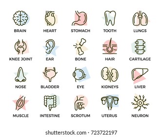 Set Of Vector Anatomy And Organs Colored Line Icons With Titles. Neuron, Penis, Uterus, Intestine, Muscle, Nose, Bladder, Eye, Liver, Kidney, Heart, Brain, Stomach, Tooth, Lung, Joint, Ear, Bone, Hair