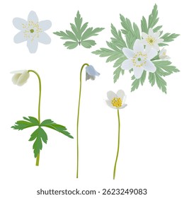 a set of vector anemone flowers