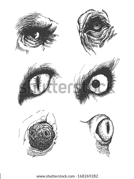 Set Vector Animal Eyes Hand Drawn Stock Vector (Royalty Free) 168269282
