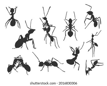 Set vector of the Ant, The shadow of different poses isolated on white background.