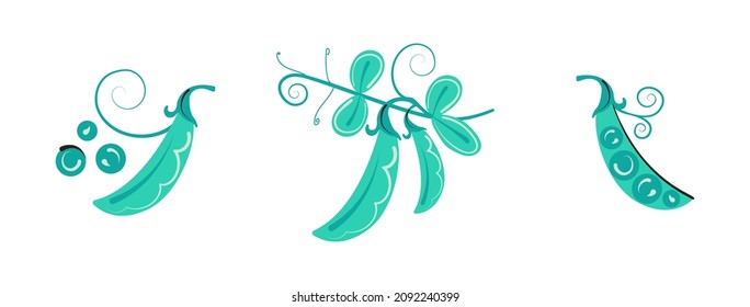 Conjunto de vectores de vectores de vainas verdes. Ilustración decorada aislada