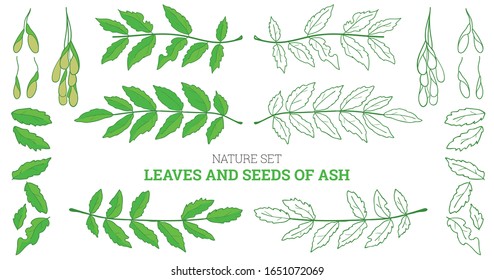 The set of vector ash-tree leaves, brunches and bunches of seeds