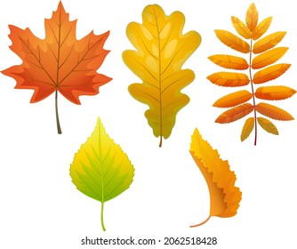Set of vector autumn leaves