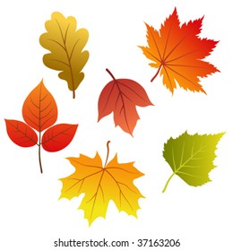 Set of vector autumn leaves