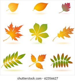 Set of vector autumn leaves