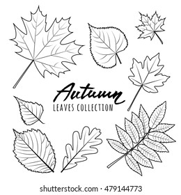 Set of vector autumn leaves. Black and white outline hand drawn fall leaves and calligraphy lettering. Isolated design elements.