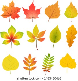 Set of vector autumn leaves isolated on a white background. Yellow, red and green leaves.