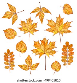 Set of vector autumn leaves. Maple, linden, acacia, acer