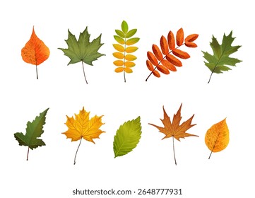 Set of vector autumn leaves, orange, yellow, red, and green of various species. Maple, birch, linden, and chestnut. Seasonal autumn design for greeting cards, banners, washi tape, the internet