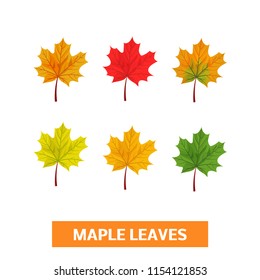 Set of vector autumn maple leaves on white background