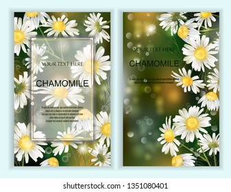 Set of Vector banners with Luxurious chamomile flowers. Template for greeting cards, wedding decorations, invitation, sales, packaging. Spring or summer design. Health care poster.