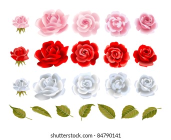 Set of vector beautiful roses.