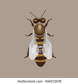 Set of vector bees.