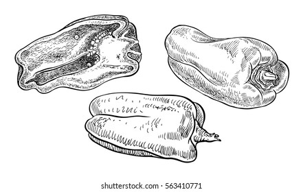 Set of vector bell peppers. Hand drawn graphic illustration. Sketchy fluent style.