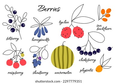 Set of vector berries. Bilberry, honeysuckle, lychee, sea buckthorn, raspberry, shadberry, watermelon, chokeberry, physalis. Food illustrations