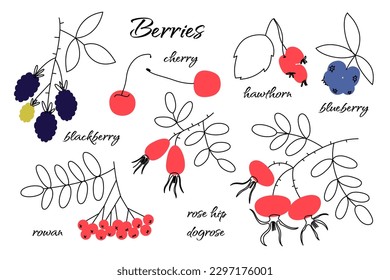 Set of vector berries. Blackberry, cherry, hawthorn, blueberry, rowan, rose hip. Food illustrations